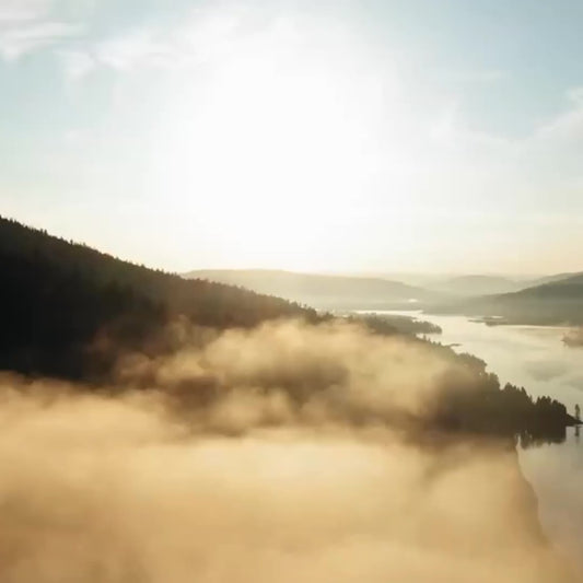 A Convergence of Crows *Print